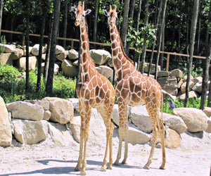 See more than 800 animals at Southwick's Zoo. Photo courtesy the Massachusetts Office of Travel & Tourism