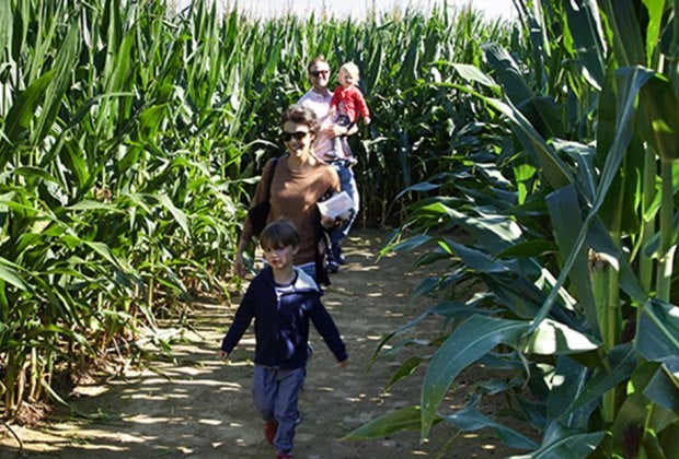 Corn maze near Long Island Stakey's Pumpkin Farm.