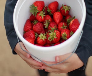 Pick the limit at these Boston strawberry fields in 2025! Photo by Elizabeth R. for Mommy Poppins