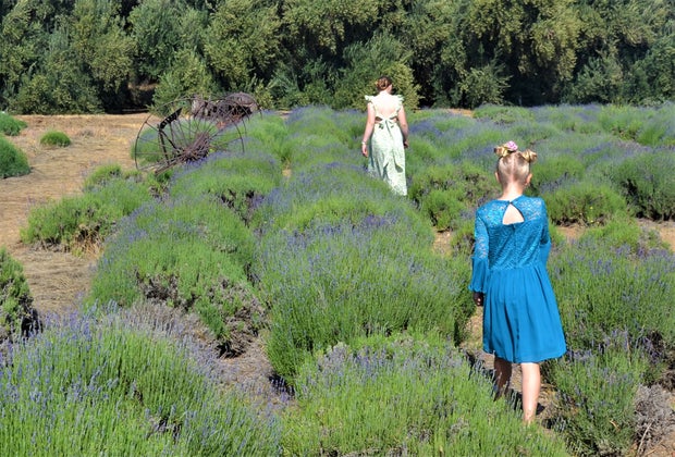 Walk through the lavender fields.