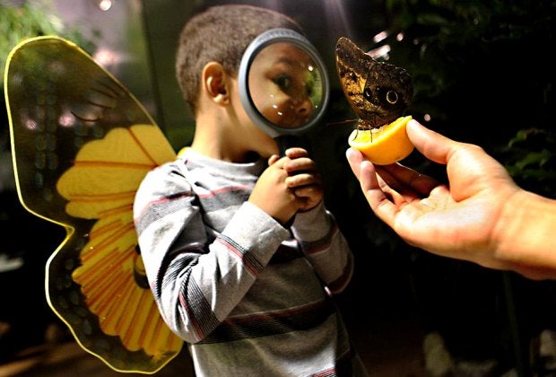 Visit the astonishing world of butterflies at the Butterfly Conservatory at the AMNH. Photo courtesy of the museum