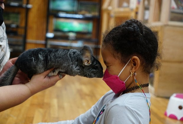 Meet Minnie, the lovable chinchilla who shares whisker kisses at The Art Farm on the Upper East Side. Photo by Jody Mercier