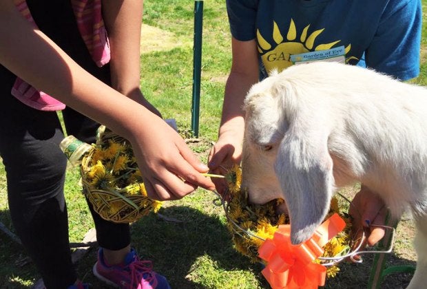 From friendly animals to fresh produce, there's plenty to love about a visit to Garden of Eve.