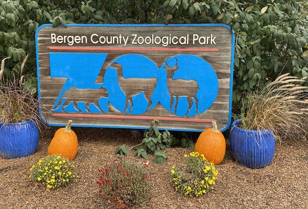The Bergen County Zoo, in the action-packed Van Saun County Park, specializes in animals of the Americas and recently debuted a brand new pair of rare red wolves.
