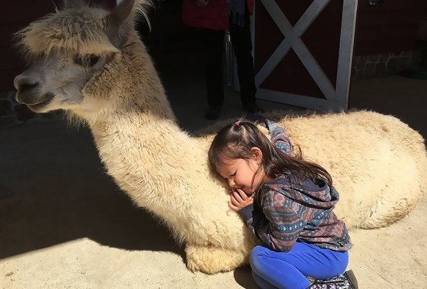 Snuggle up with an alpaca at Bluebird Farm in Peapack, NJ.