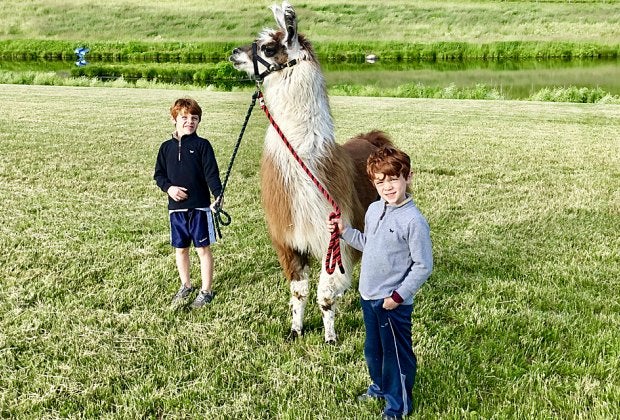 Kids can go on a hike with the alpacas at Clover Brooke Farm. Photo courtesy of the farm