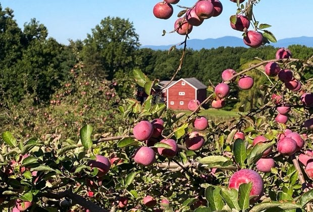 For the best apple picking this season visit Cedar Heights Orchards. Photo courtesy of the orchard