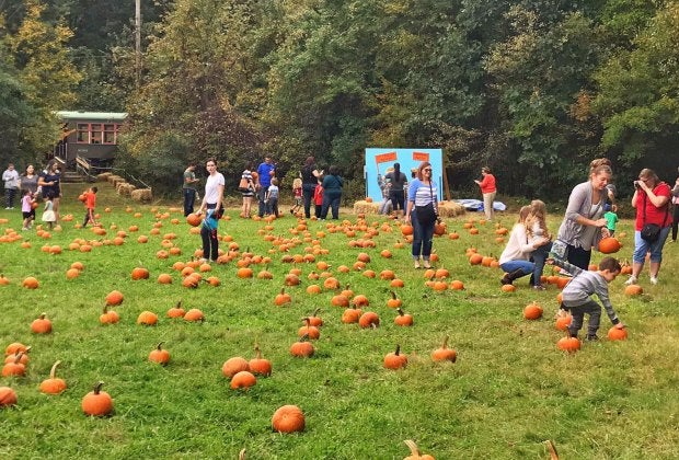 Take a train to the pumpkin patch! Photo courtesy of Connecticut Trolley Museum
