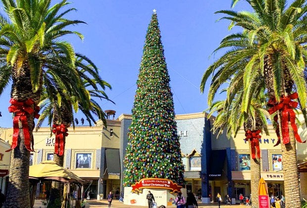 Is this really America's tallest fresh-cut Christmas tree? Check it out live and see! Photo courtesy of Citadel Center
