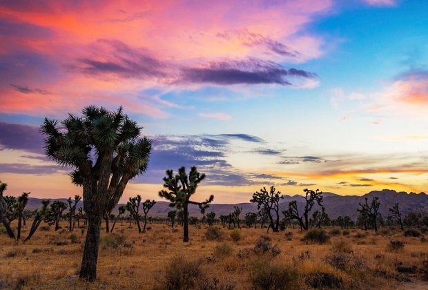 Visit Joshua Tree National Park on one of the free admission days!