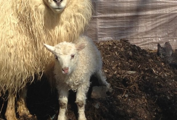 Head out this spring and see baby farm animals in Connecticut!