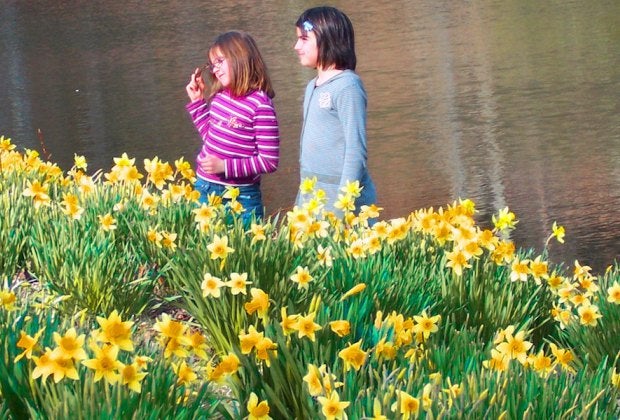 A scenic drive from Hartford will bring you to Litchfield and daffodils galore. Photo courtesy of Psyberarist via Flickr/cc by 2.0