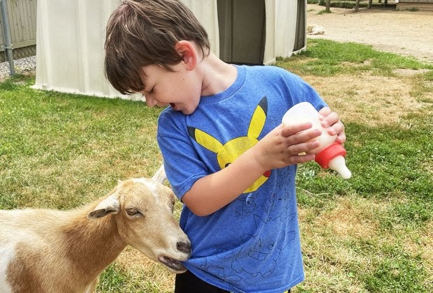 Everything is on the menu for the goats at the Animal Farm Petting Zoo in Manorville.