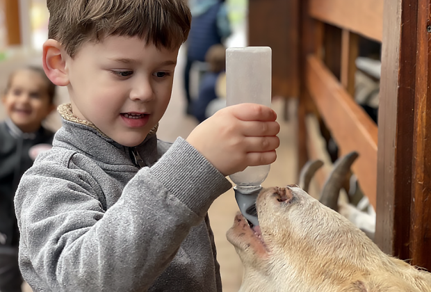 Goats love to drink the milk from bottles, bottoms up.