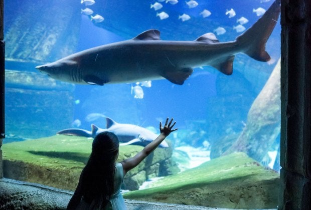 With the Downtown Deals Travel Pass, you’ll get discounts on family-friendly attractions like the Long Island Aquarium.