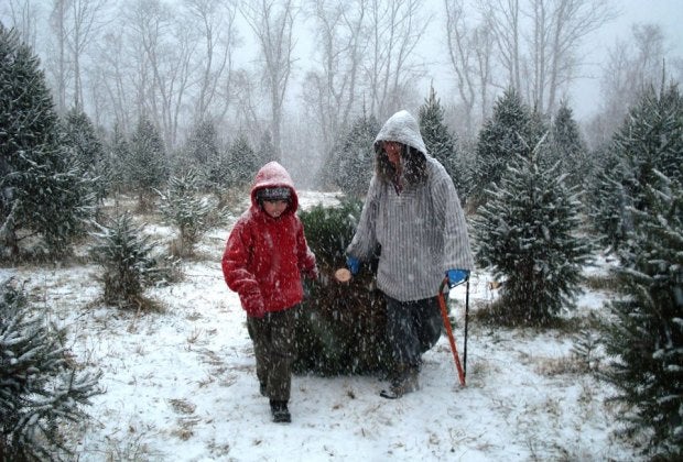 Picking your own tree straight from the field is even more fun in the snow. Photo courtesy of Maple Row Farm