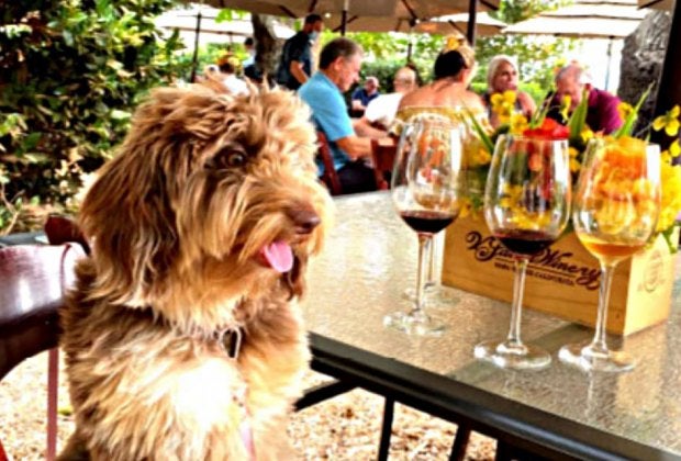 V. Sattui Winery is the perfect place for a picnic.