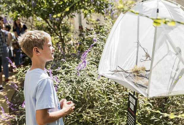  The Spider Pavilion creeps into September. Photo courtesy of the National History Museum of Los Angeles County.