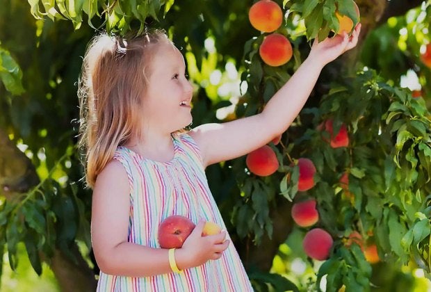 Get your hands on some juicy stone fruits at family-friendly farms for peach picking near NYC like Johnson's Corner Farm. 
