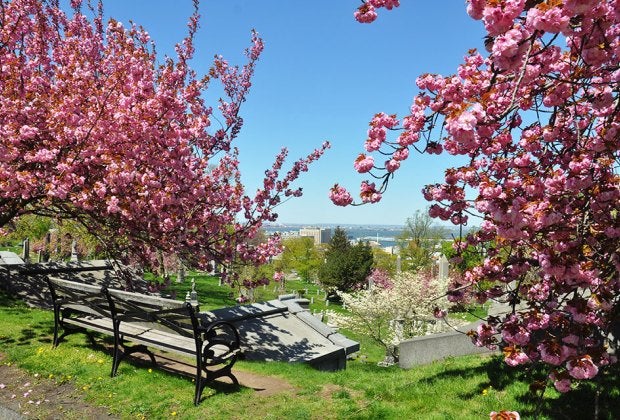 The Green-Wood Cemetery has gorgeous cherry blossoms and amazing views. Photo by Amy Nieporent