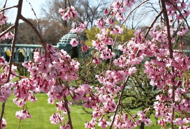 Cherry blossoms usher in the spring season at the 200-acre Old Westbury Gardens. Photo courtesy of Old Westbury Gardens
