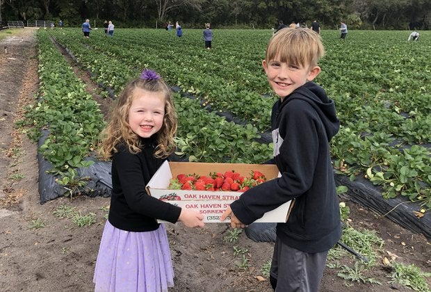 Kids can pick their own strawberries at various u-pick farms.