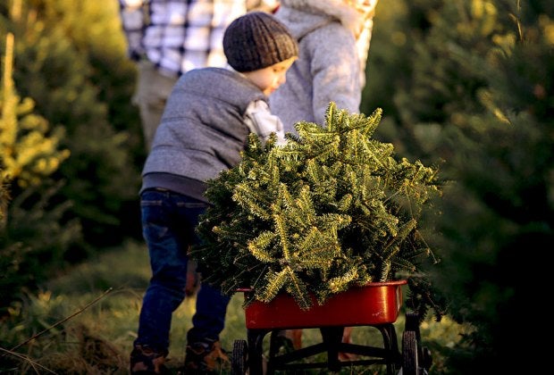 Pick up your tree in a wagon at Linvilla Orchards.