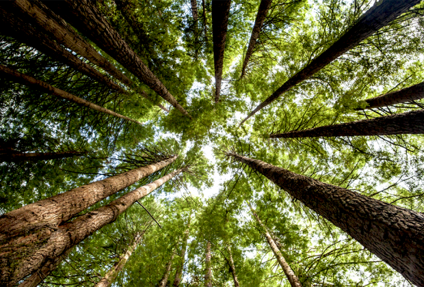 See giant redwood trees is an experience every family should have. 