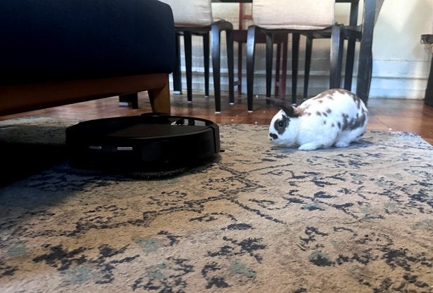 When Hazelnut the bunny met Sheralonda the cleaning Roomba cleaning robot, it wasn't love at first sight. Photo by Jody Mercier