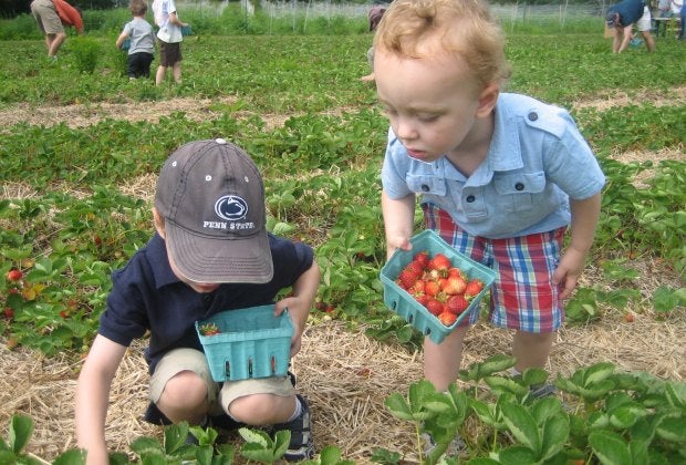 Bright red berries and low-to-the-ground fruit make this crop a perfect PYO for little hands. 