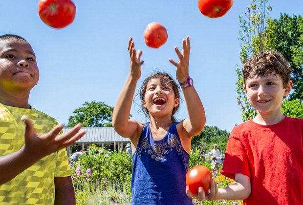 Tip your garden hat to the great tomato at NYBG. Photo courtesy of NYBG