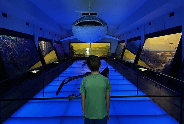 The whale shark suspended from the ceiling in the Vanderbilt Museum's Habitat Wing is an imposing sight.