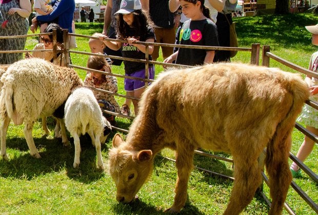 The Sheep and Wool Festival in Chestnut Ridge features crafts, a petting zoo, pony rides, and more. Photo courtesy of the event