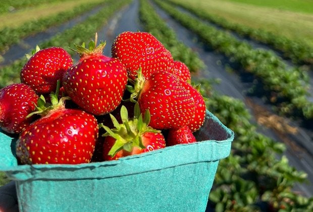 Fishkill Farms in Hopewell Junction offers certified organic berries during its strawberry-picking season.
