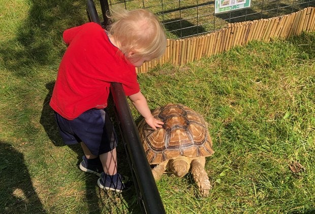 There are tons of great things to do in Westchester and the Hudson Valley with babies, including visits to petting zoos.