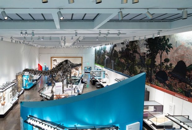 Yale University's Peabody Museum reopens after a stunning renovation, and admission is free! Photo courtesy of the Peabody Museum, Yale University.