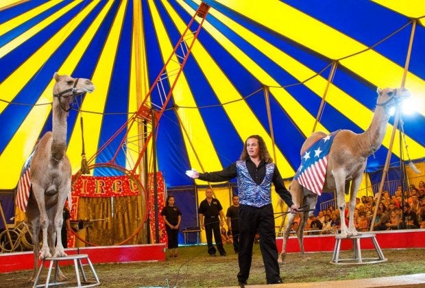 Photo courtesy of the Zerbini Family Circus