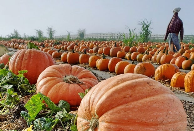 Fall Activities near Los Angeles for Kids: Tanaka Farms