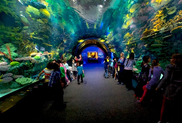 Aquariums near NYC: New York Aquarium