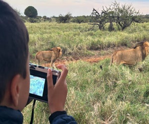 Kids can capture the king of the savannah on camera from the safety of a safari bus. Photo by the author
