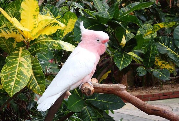 Best Things To Do in St. Petersburg, Florida: Sunken Gardens Tropical Birds