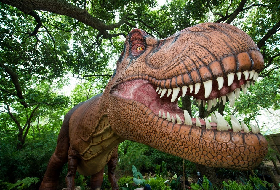 Meet the Big Daddy of dinosaurs at the Zoo's newest exhibit!/Photo courtesy of Stephanie Adams.