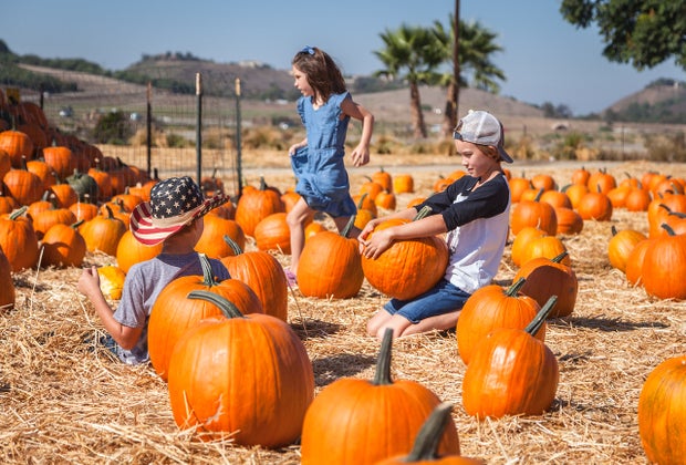 Underwood Family Farms: the best pumpkin in LA