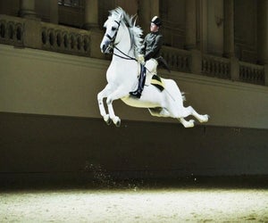 Visit the Spanish Riding School in Vienna for an impressive show. Photo courtesy of Vienna Tourism