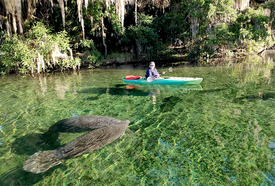 These gentle giants love the warm waters at Blue Springs in Central Florida. Photo by the author