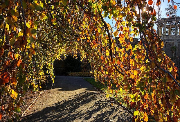 Fall Foliage at Untermyer Gardens Conservancy