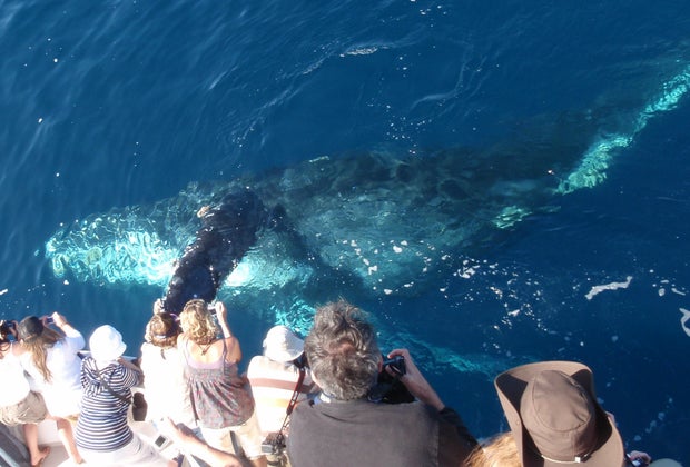 Things To Do in Newport Beach and Costa Mesa with Kids: whale watching