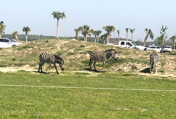 Things To Do with Preschoolers and Toddlers in Orlando Before They Turn 5: drive-thru safari Wild Florida,