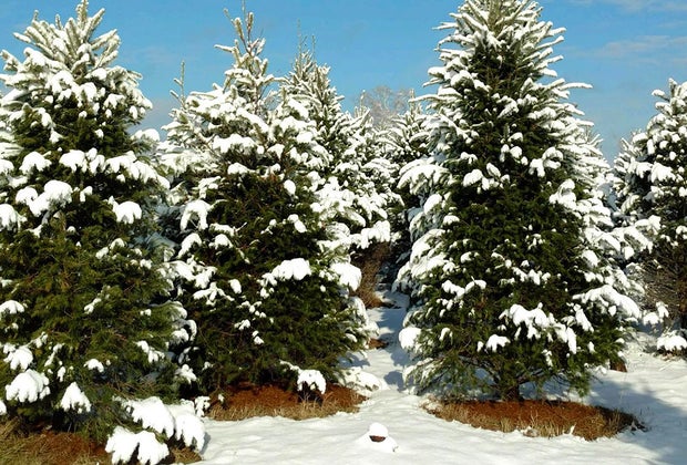 Christmas tree farms near NYC: Wilkens Farm