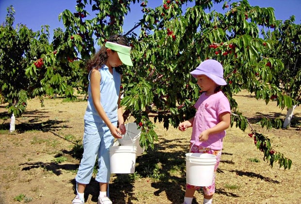 Cherry Picking near Los Angeles with Kids: Windy Ridge Ranch